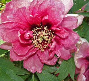 Eindrücke vom Rundgang durch den Berggarten