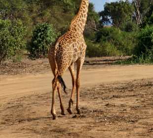 Giraffe vor uns über die Straße