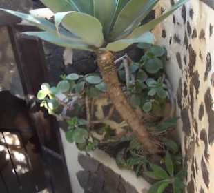 Museo Etnográfico Tanit