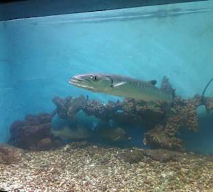 Stadtrundfahrt Aquarium