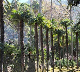 Palmen