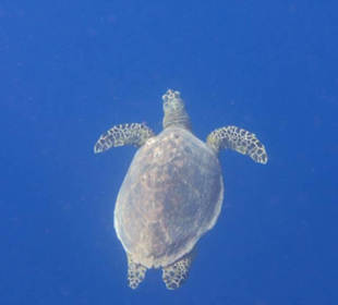 Schildkröte am Hausriff