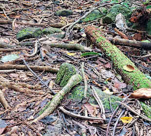Parque Natural Obô do Príncipe