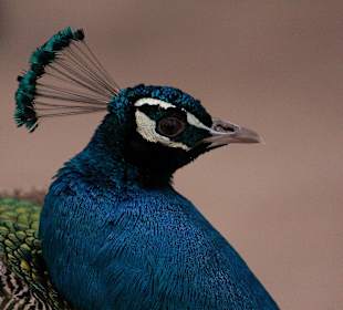 Pfau