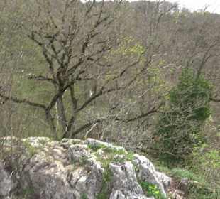 Biotop Knoblauchfelsen