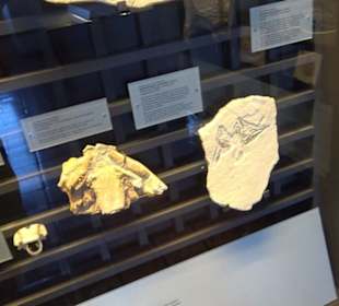 Jura-Museum