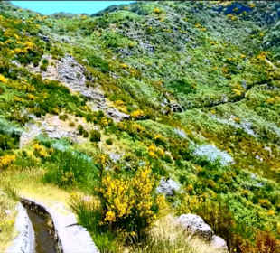 Am Südrand der Hochebene, Levada da Bica da Cana