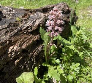 Radfahren Oberstdorf