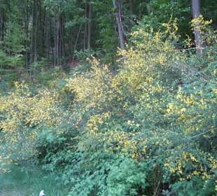 Auf dem Weg zum Hilschweiher
