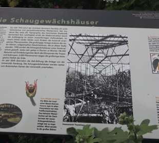 Tropenhaus - Schaugewächs -  Botanischer Garten