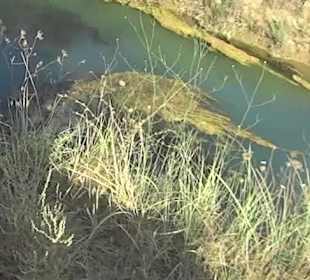 Unimog-Safari / Schildkröten