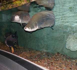 Dubai Aquarium & Underwater Zoo