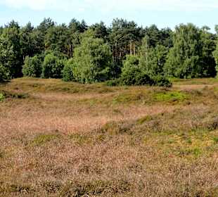 Impressionen vom Pestruper Gräberfeld