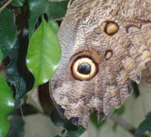 Es ist nicht das "richtige" Auge