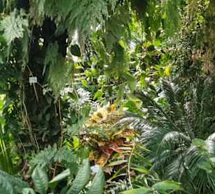 Botanischer Garten