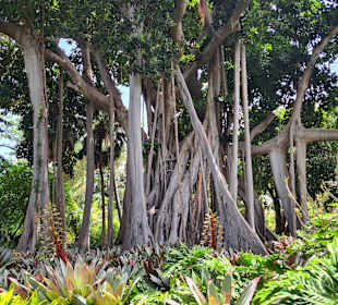 Wandern Puerto de la Cruz