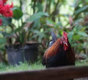 Zu Besuch bei einer dominikanischen Familie
