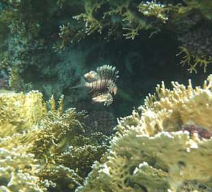 Feuerfisch