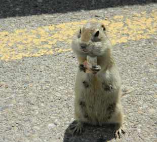 Erdhörnchen auf dem Parkplatz