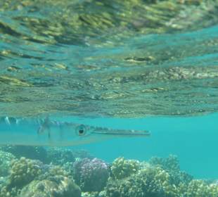 Schnorcheln Makadi Bay