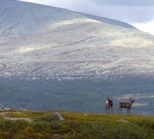 Erfahren Sie mehr über Wildtiere!
