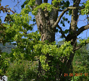 Rosen die "aus dem Baum wachsen"
