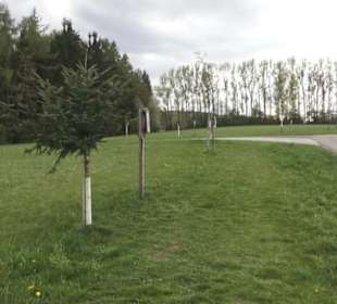 Lehrpfad Bäume des Jahres