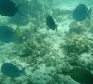 Hotel Grand Palladium Punta Cana Resort & Spa