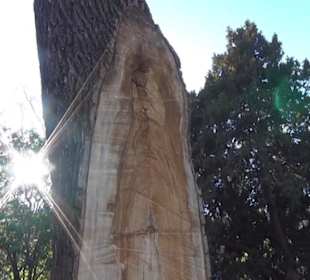 Real Jardín Botánico de Madrid