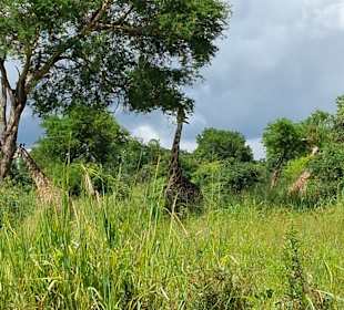 Giraffen