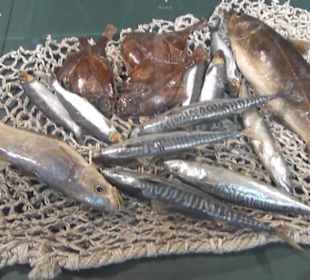 Meeresmuseum Stralsund