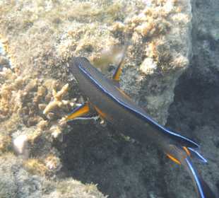 Unterwasseraufnahme am Hausriff