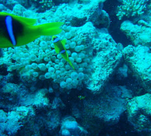 Clownfische mit Baby