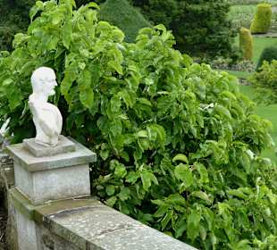 Strenger Blick über den Garten