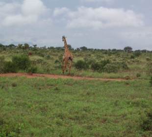 Safari Tour Tsavo Ost