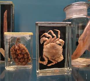 Rundgang durch das Übersee-Museum