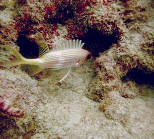 Unterwasserwelt Sosua Divecenter Merlin