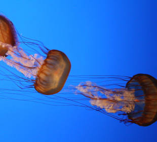 Monterey Bay Aquarium 