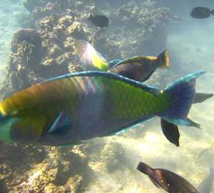 Schnorcheln am Hotelstrand