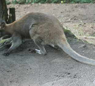 Kameltheater & Weißer Hof