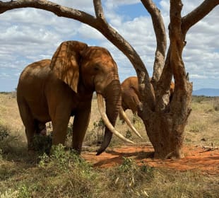 Tsavo Ost 