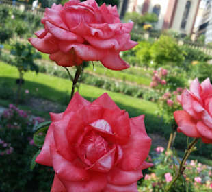 Rose mit Schloss im Hintergrund