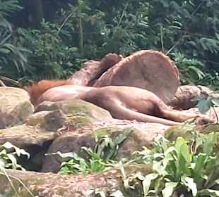 Singapur Zoo