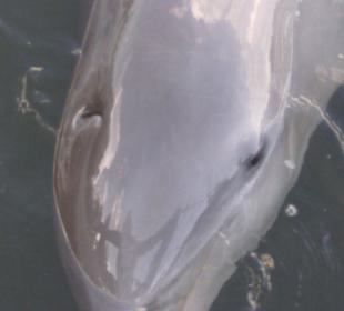Delfin