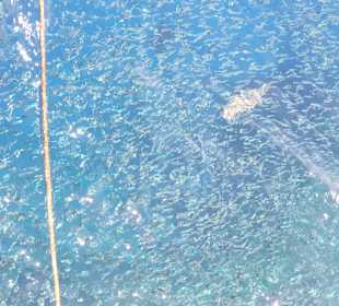 Schnorcheln Marsa Alam