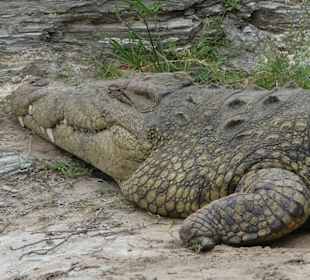 Safari in der Masai Mara