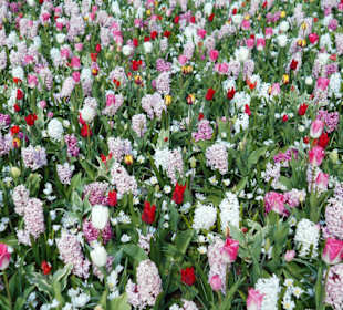 Blumenpracht im Keukenhof
