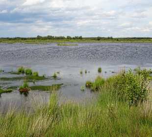 In den Wiedervernässungsflächen des Moores