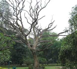Viktoria Memorial Kalkutta