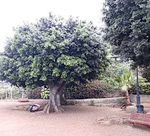 Kleiner Park in Puerto de la Cruz 